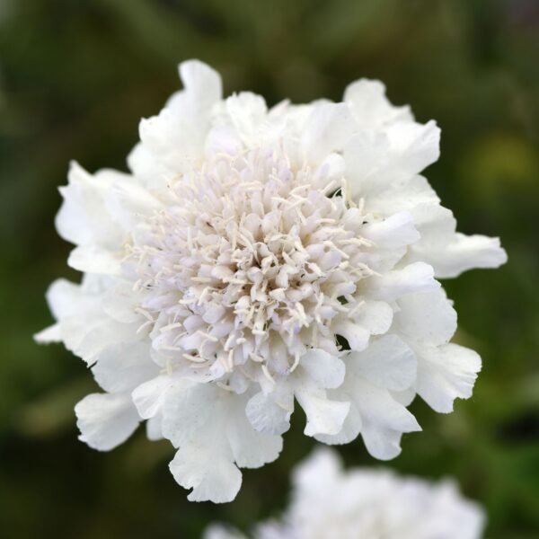 FLUTTER™ 'Pure White' Scabiosa - Perennials