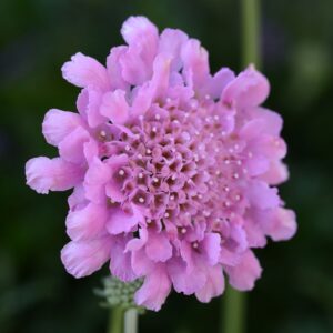 FLUTTER™ 'Rose Pink' Scabiosa - Perennials