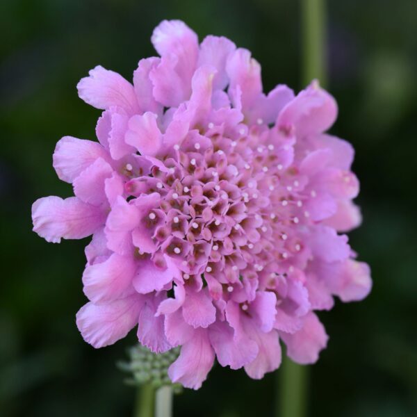 FLUTTER™ 'Rose Pink' Scabiosa - Perennials