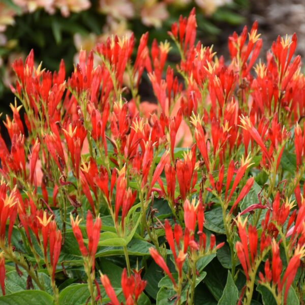 Spigelia Ragin Cajun - Perennials