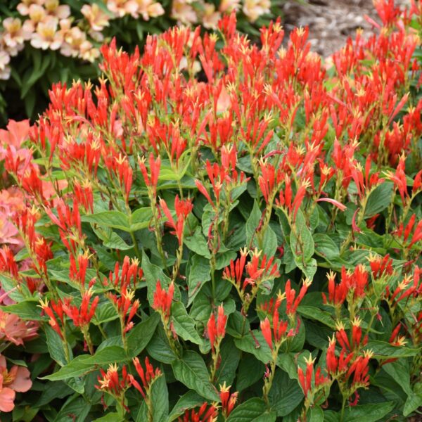 Spigelia Ragin Cajun - Perennials