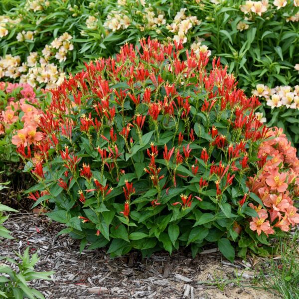 Spigelia Ragin Cajun - Perennials