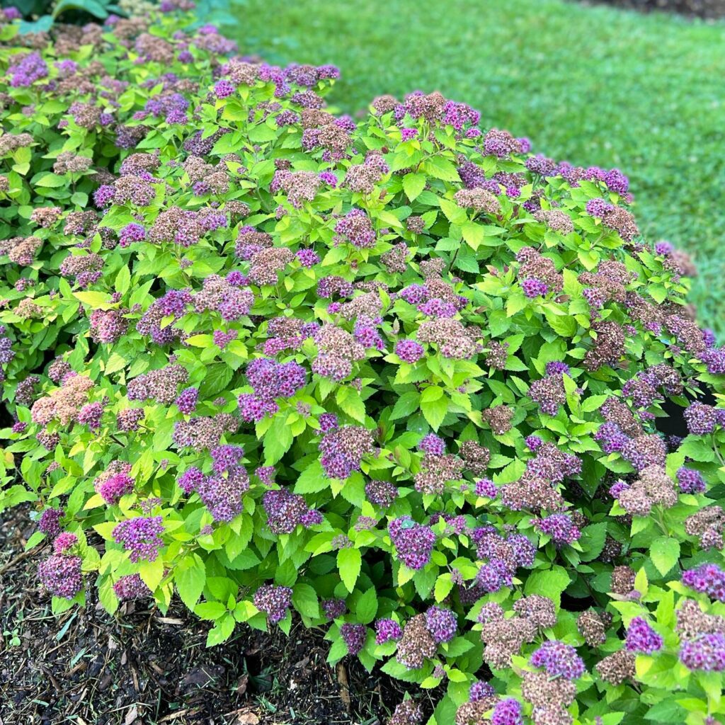 Spiraea DOUBLE PLAY DOLLY® Garden Crossings