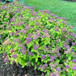 DOUBLE PLAY DOLLY™ Spiraea - Shrubs