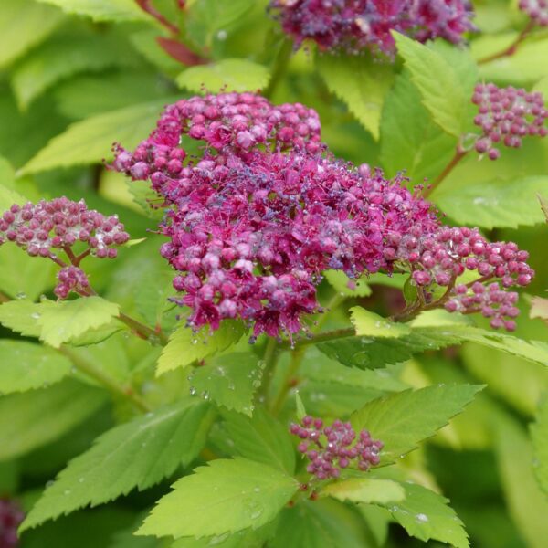 DOUBLE PLAY DOLLY™ Spiraea - Shrubs