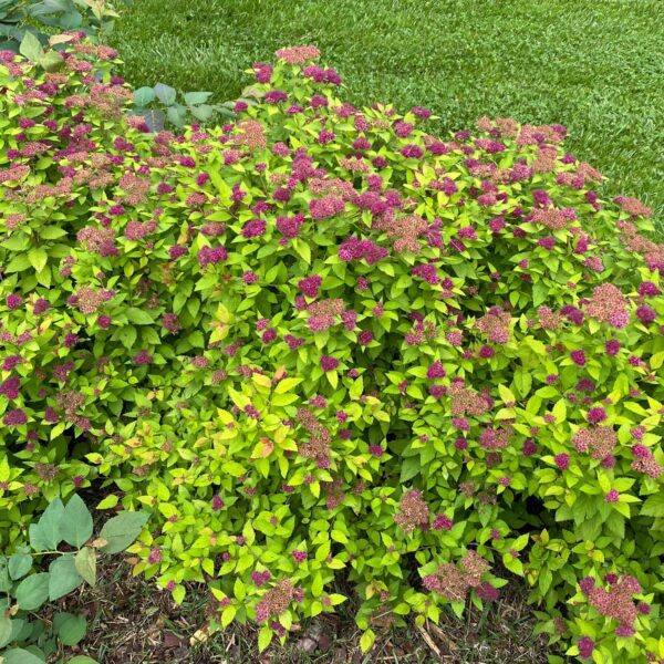 DOUBLE PLAY DOLLY™ Spiraea - Shrubs