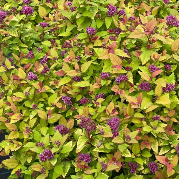 DOUBLE PLAY DOLLY™ Spiraea - Shrubs