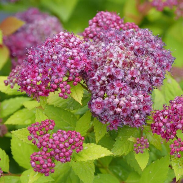 DOUBLE PLAY DOLLY™ Spiraea - Shrubs