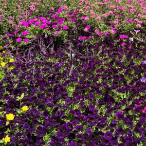 SUPERTUNIA MINI VISTA® Midnight Petunia - Annuals