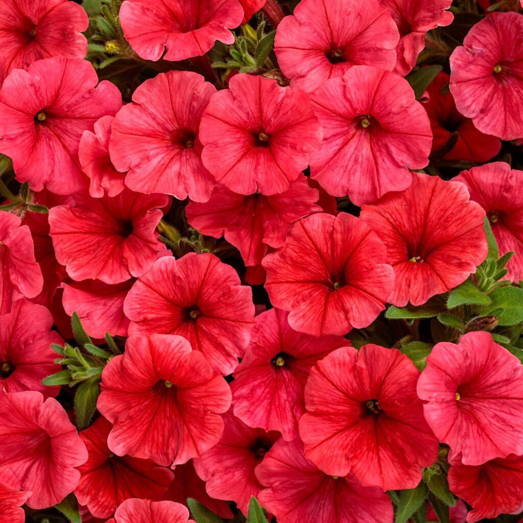 SUPERTUNIA MINI VISTA® Scarlet Petunia - Annuals