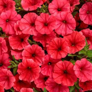 SUPERTUNIA MINI VISTA® Scarlet Petunia - Annuals