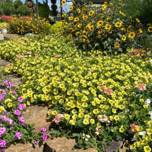 SUPERTUNIA MINI VISTA® Yellow Petunia - Annuals