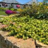 SUPERTUNIA MINI VISTA® Yellow Petunia - Annuals