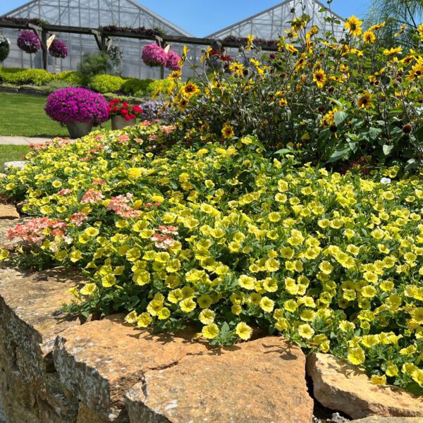 SUPERTUNIA MINI VISTA® Yellow Petunia - Annuals