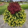 SUPERTUNIA MINI VISTA® Yellow Petunia - Annuals
