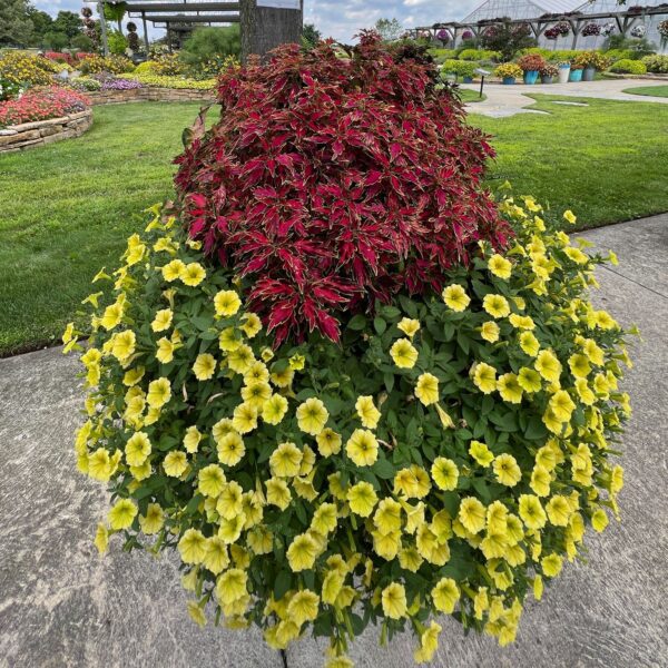 SUPERTUNIA MINI VISTA® Yellow Petunia - Annuals