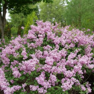 BLOOMERANG PURPINK™ Lilac - Shrubs