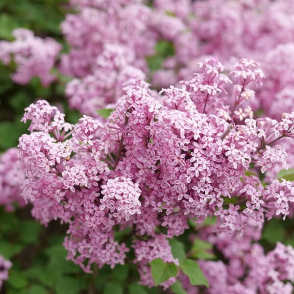 BLOOMERANG PURPINK™ Syringa - Shrubs