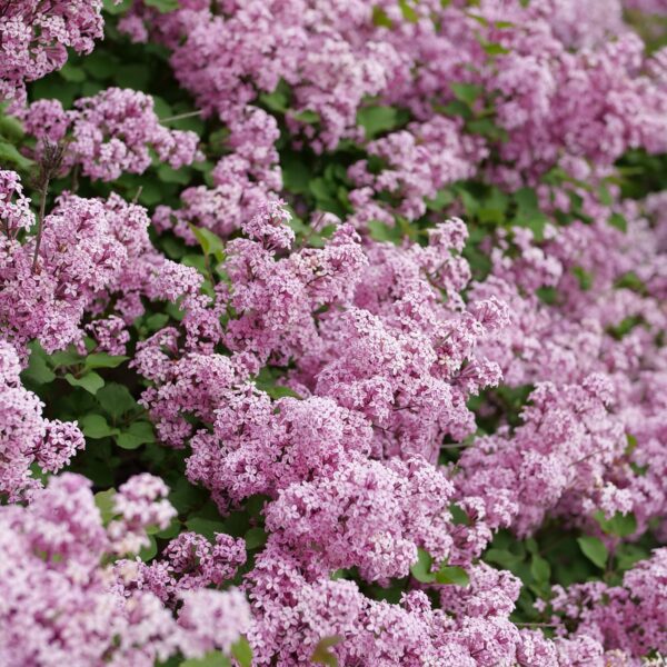 BLOOMERANG PURPINK™ Syringa - Shrubs