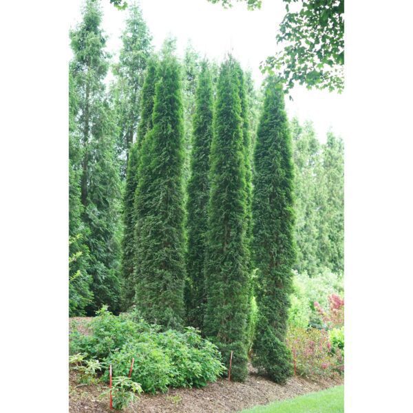 Thuja Full Speed a Hedge Thin Man - Shrubs