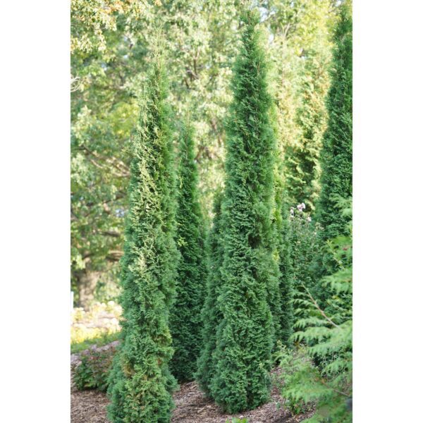 Thuja Full Speed a Hedge Thin Man - Shrubs