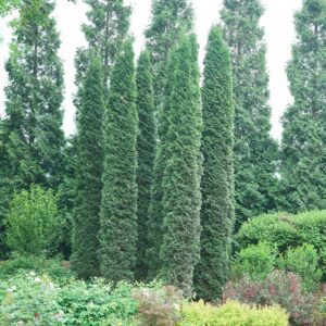 Thuja Full Speed a Hedge Thin Man - Shrubs