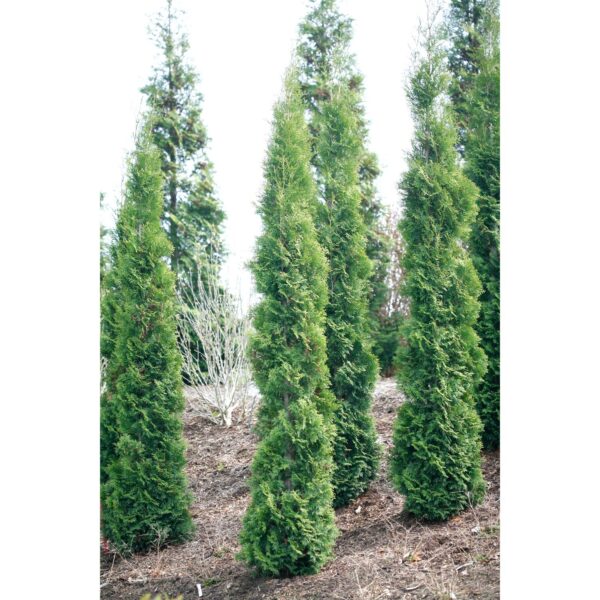 Thuja Full Speed a Hedge Thin Man - Shrubs