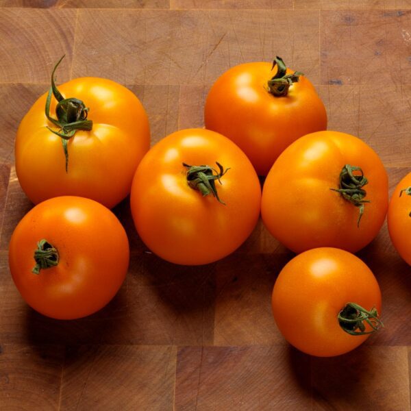 TEMPTING TOMATOES® Bellini Tomato - Edibles