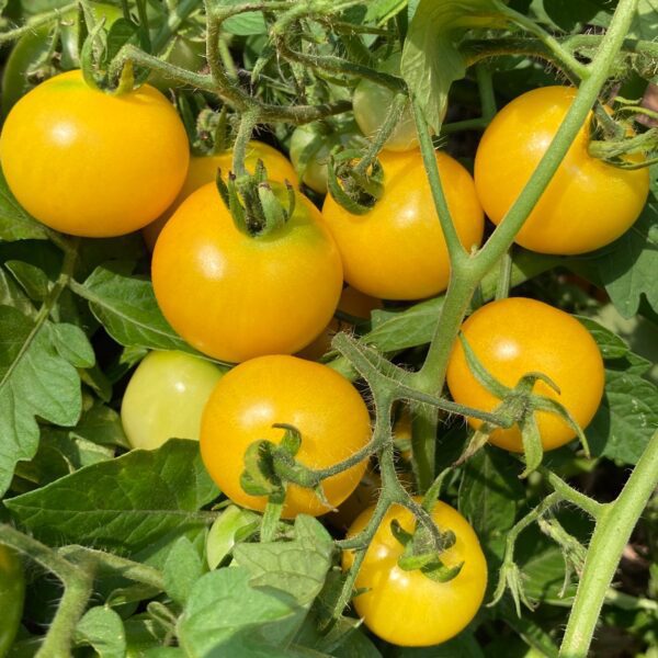 TEMPTING TOMATOES® Patio Sunshine Tomato - Edibles