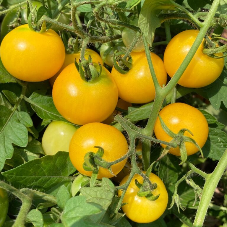 TEMPTING TOMATOES® Patio Sunshine Tomato Garden Crossings