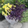 Tradescantia Purple Queen - Annuals