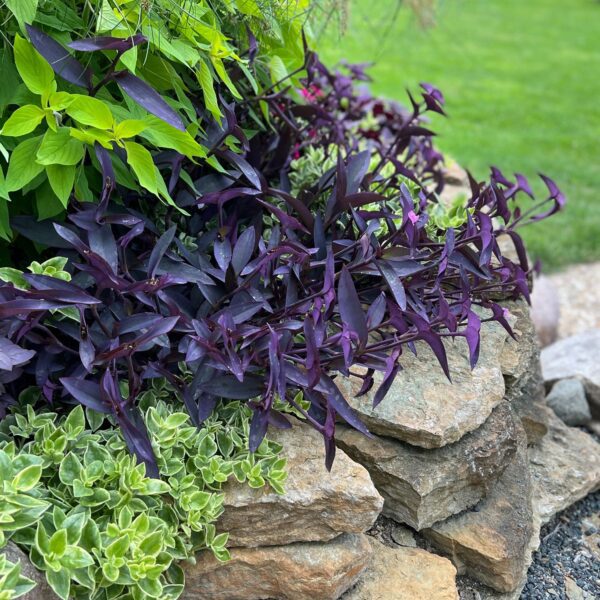 Tradescantia Purple Queen - Annuals