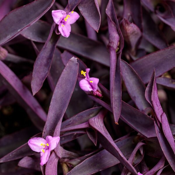 Tradescantia Purple Queen - Annuals