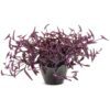 Tradescantia Purple Queen - Annuals