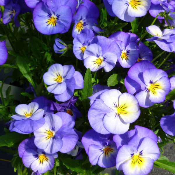 Viola Halo Sky Blue - Perennials