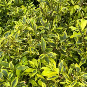 BUBBLY WINE™ Weigela - Shrubs