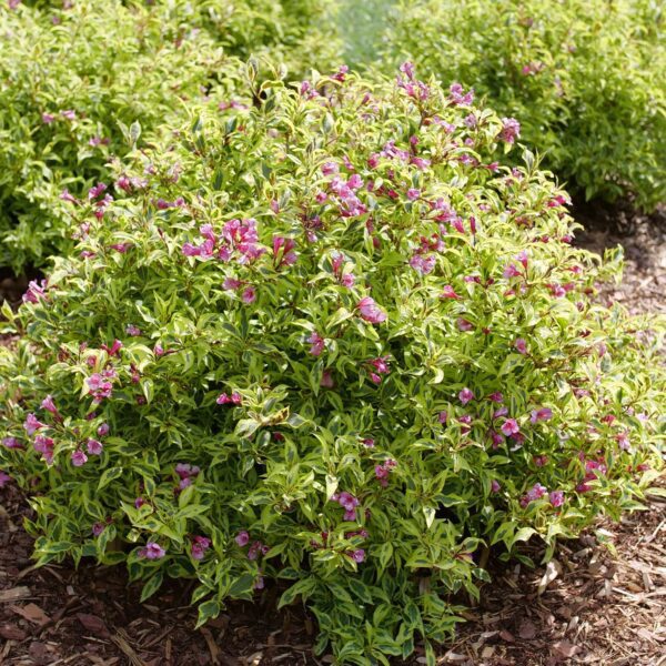 BUBBLY WINE™ Weigela - Shrubs