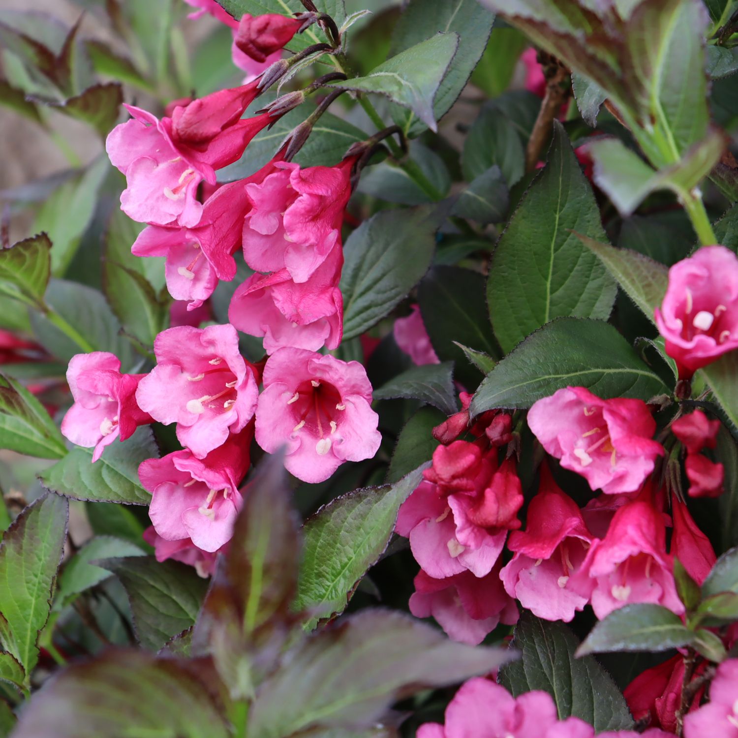 SONIC BLOOM WINE™ Weigela - Garden Crossings