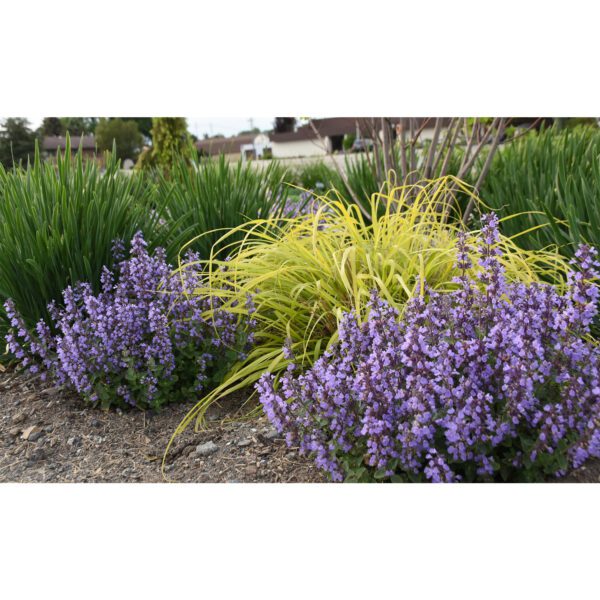 EZ Scapes™ Deer Resistant Sunscape #1 in landscape