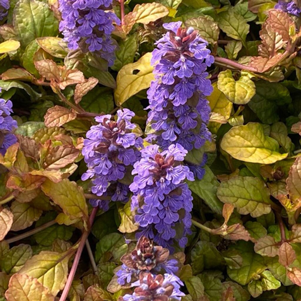 FEATHERED FRIENDS™ 'Pleasant Pheasant' Ajuga - Perennials