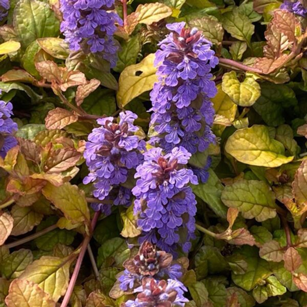 FEATHERED FRIENDS™ 'Pleasant Pheasant' Ajuga  - Perennials