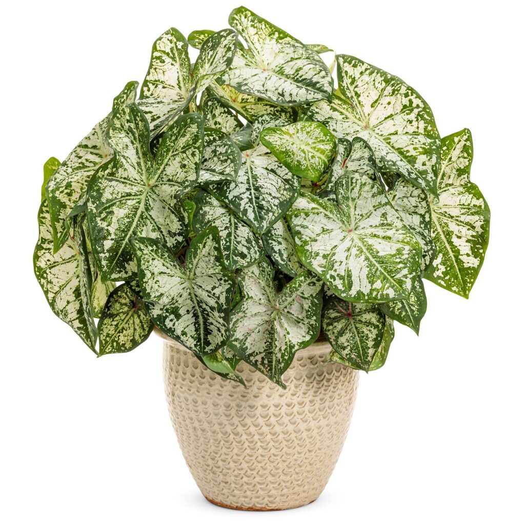 HEART TO HEART® 'Snow Flurry' Caladium - Annuals