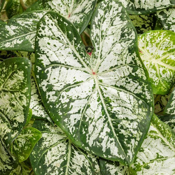 HEART TO HEART® 'Snow Flurry' Caladium - Annuals