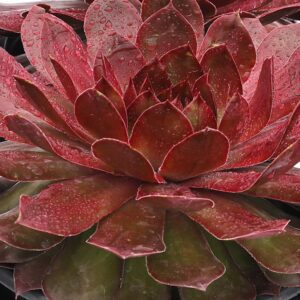 CHICK CHARMS® GIANT Copper Canyon Sempervivum - Perennials