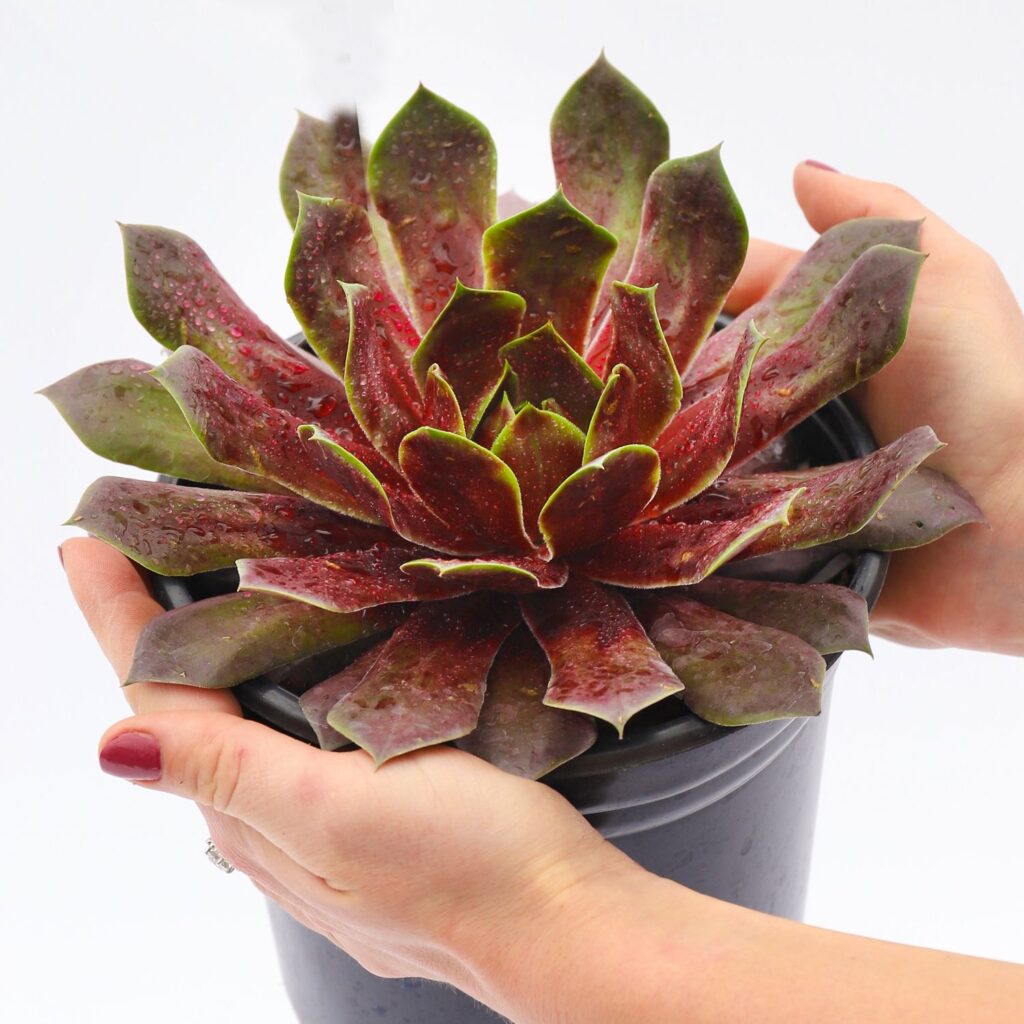 CHICK CHARMS® GIANT Emerald Explosion Sempervivum - Perennials