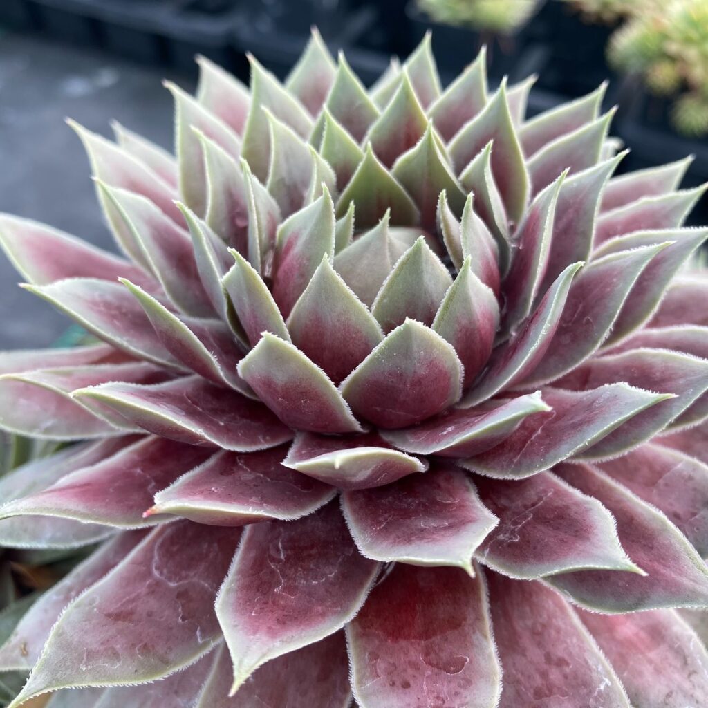 CHICK CHARMS® GIANT Glacier Blue Sempervivum - Perennials