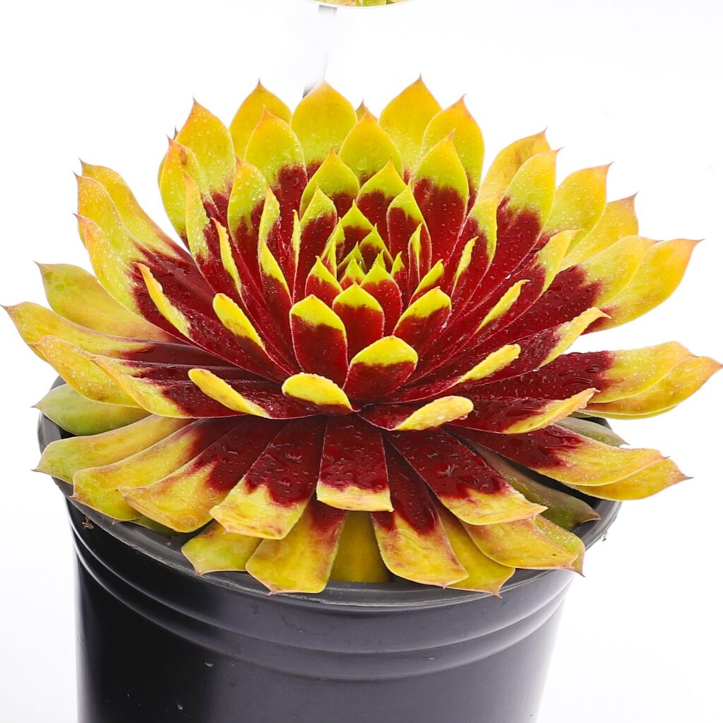 CHICK CHARMS® GIANT Gold Mine Sempervivum - Perennials