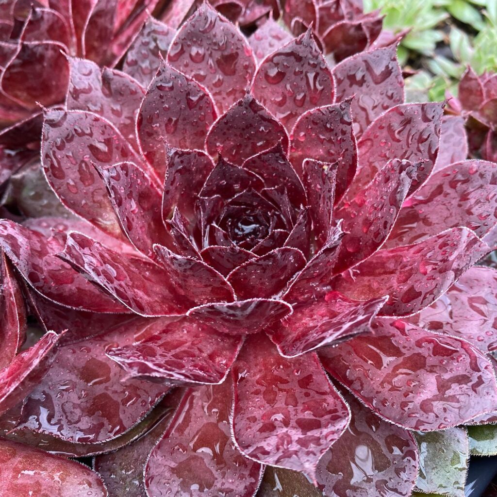 CHICK CHARMS® GIANT Maroon Mountain Sempervivum - Perennials