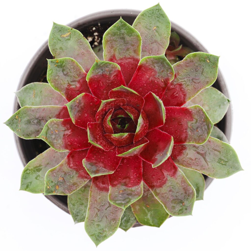 CHICK CHARMS® GIANT Steel Appeal Sempervivum - Perennials