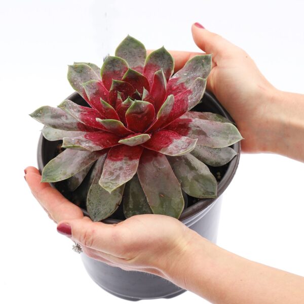 CHICK CHARMS® GIANT Steel Appeal Sempervivum - Perennials